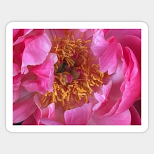 Pretty Pink Peony Sticker